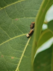 Papilio garamas