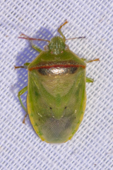Piezodorus guildinii