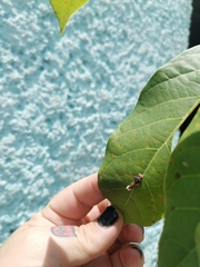 Papilio garamas