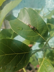 Papilio garamas