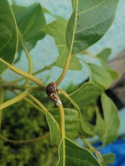 Papilio garamas