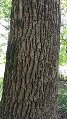Fraxinus pennsylvanica subintegerrima