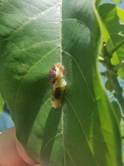 Papilio garamas