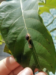 Papilio garamas