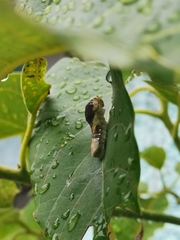 Papilio garamas