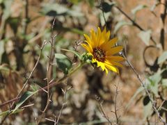 Helianthus gracilentus