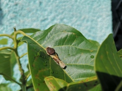 Papilio garamas