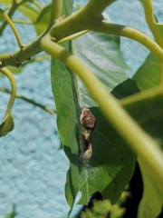 Papilio garamas