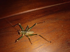 Listroscelidinae