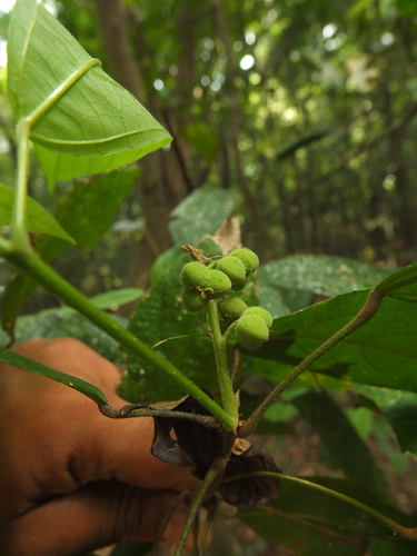 Mallotus rhamnifolius observed 2016-02-05