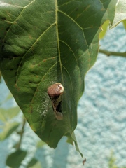 Papilio garamas