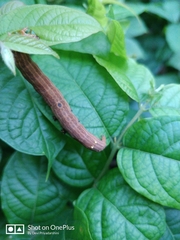 Thyas coronata