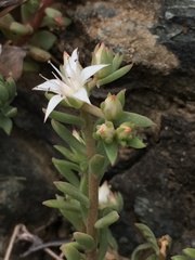 Sedum cockerellii