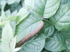Thyas coronata