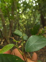 Mallotus rhamnifolius