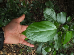 Mallotus rhamnifolius