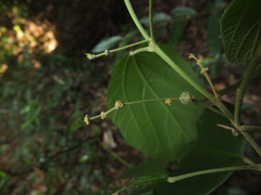 Mallotus rhamnifolius