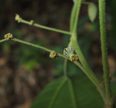 Mallotus rhamnifolius
