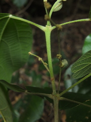 Mallotus rhamnifolius