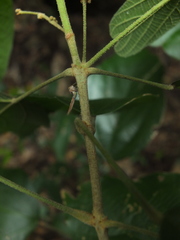 Mallotus rhamnifolius