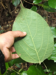 Mallotus rhamnifolius