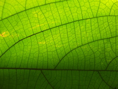 Mallotus rhamnifolius