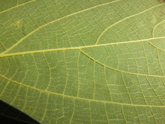 Mallotus rhamnifolius