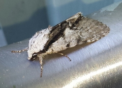 Acronicta funeralis