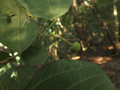 Mallotus rhamnifolius