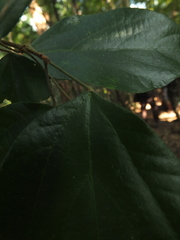 Mallotus rhamnifolius