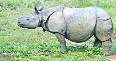 Rhinoceros unicornis
