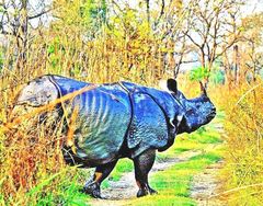 Rhinoceros unicornis