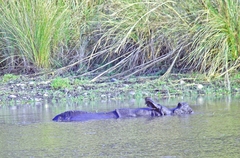 Rhinoceros unicornis
