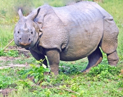Rhinoceros unicornis