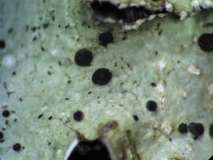 Abrothallus microspermus