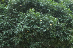 Mesua ferrea