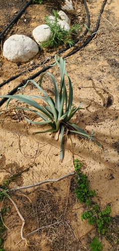 Pancratium sickenbergeri (Pancratium sickenbergeri)