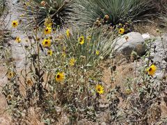 Helianthus gracilentus