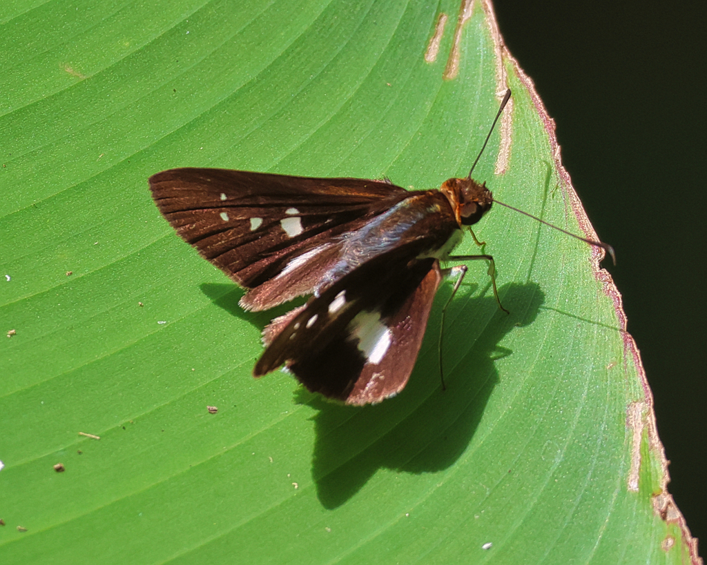 Vettius pica