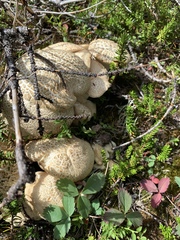 Neolentinus ponderosus