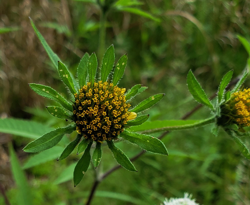 Bidens vulgata — a medium houseplant, prefers full sun light