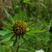 Bidens vulgata - Photo (c) aarongunnar, algunos derechos reservados (CC BY), subido por aarongunnar