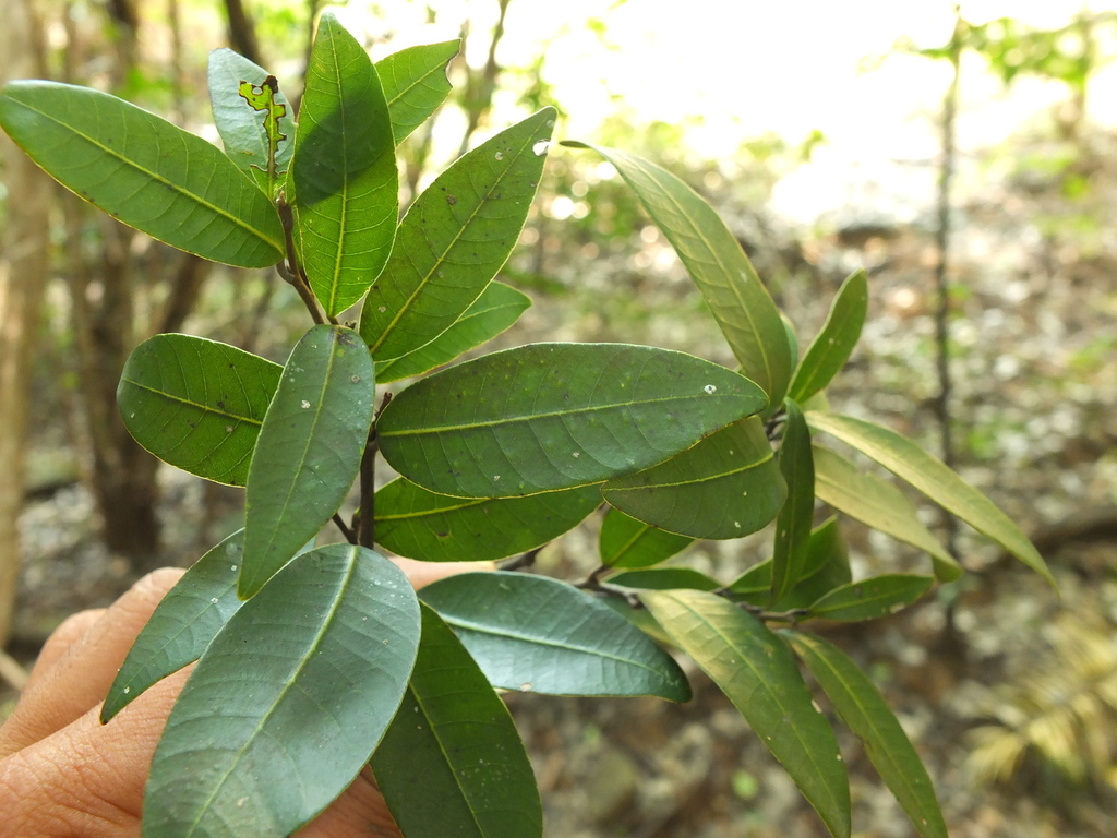 Nothopegia heyneana