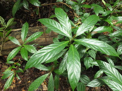 Oreocnide integrifolia