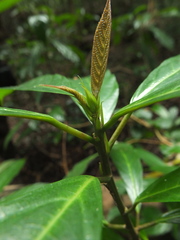 Oreocnide integrifolia