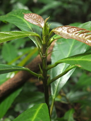 Oreocnide integrifolia