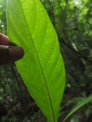 Oreocnide integrifolia