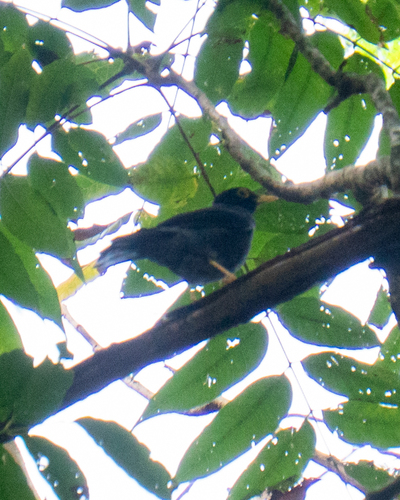Yellow-legged Thrush (Turdus flavipes), photo 7