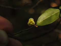 Orophea uniflora