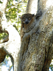 Lepilemur hubbardorum